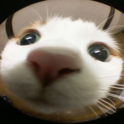 uwu