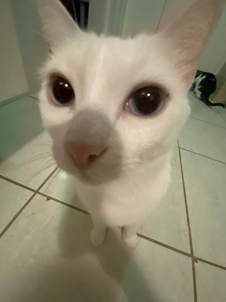 Silly Cat :3
